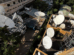 Eutelsat and InterSAT connectivity over Central and Eastern Africa