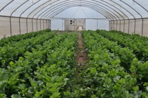 Satellite-Enabled IoT Powers Data-Driven Agribusinesses