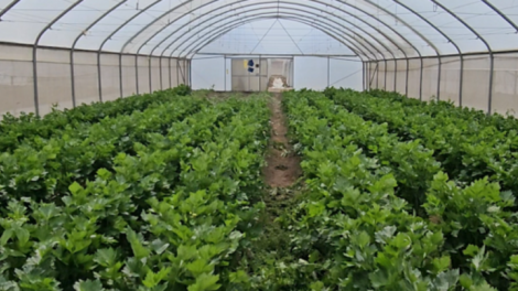 Satellite-Enabled IoT Powers Data-Driven Agribusinesses